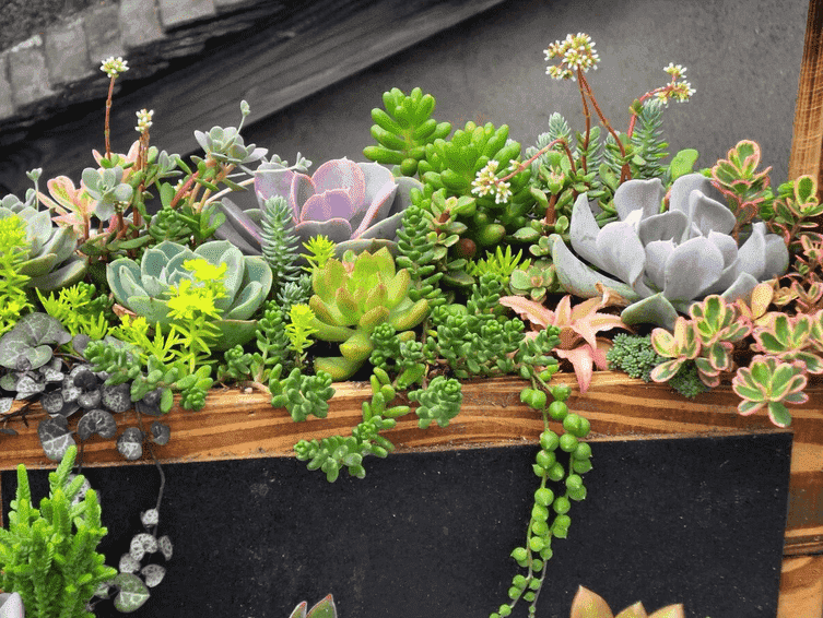 多肉拼盆简直就是天仙配