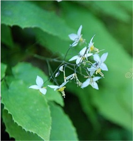 羊藿是什么东西