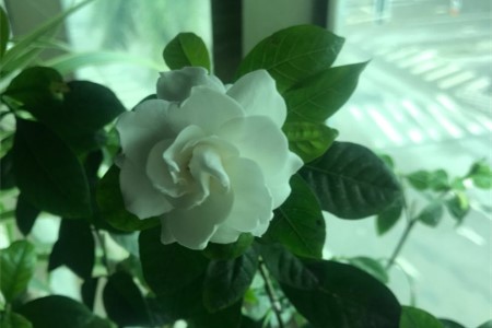 冬天栀子花叶子变干是什么原因呢