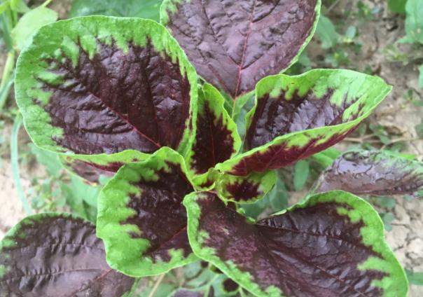 苋菜过夜吃了会中毒嘛