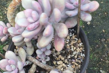 桃美人和桃蛋哪个好