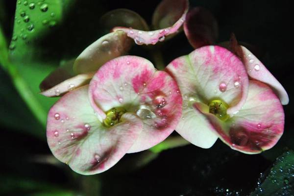 虎刺梅病虫害及防治(虎刺梅的危害)