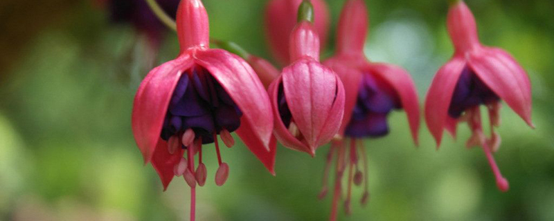 盆栽宝莲灯怎么浇水适时调整吸收好！(宝莲灯怎么浇水方法)