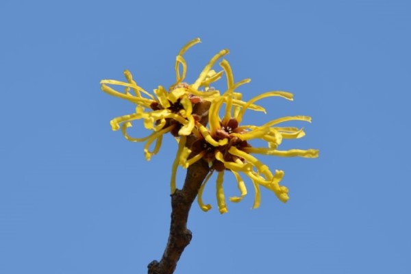 金缕梅的病虫害及其防治(金缕梅科常见植物)