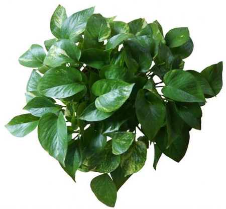 室内绿色植物的作用