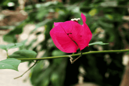 三角梅什么时候修剪好?