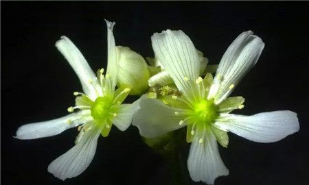 捕蝇草什么时候开花什么时候闭合