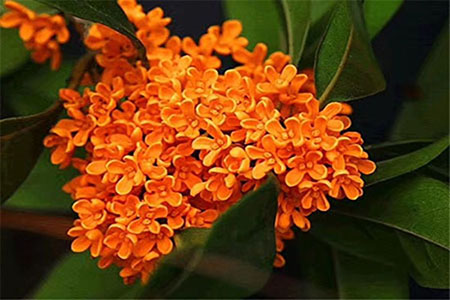 四季桂和月月桂有什么区别