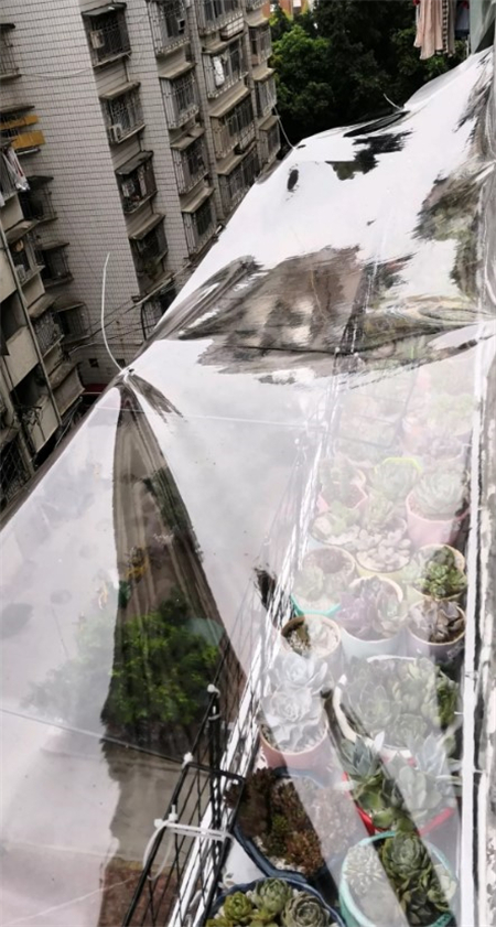 多肉开始枯萎了怎么办