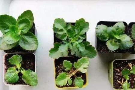 长寿花打顶与摘心图解