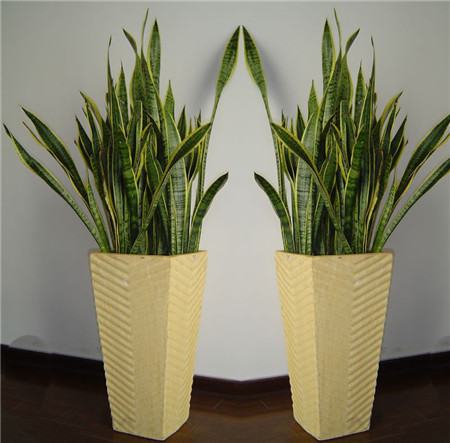 虎皮兰为什么不长根?