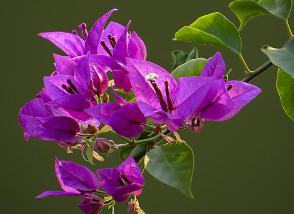 三角梅冬天可以放在外面吗