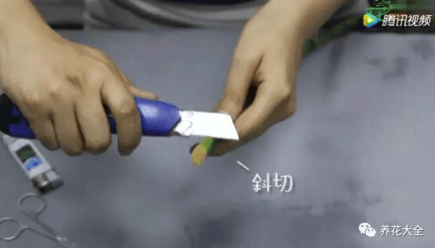 水培富贵竹叶子发黄怎么处理怎么补救