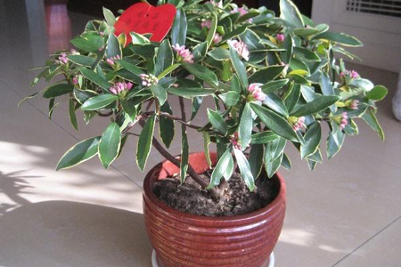 植物金边瑞香怎么养