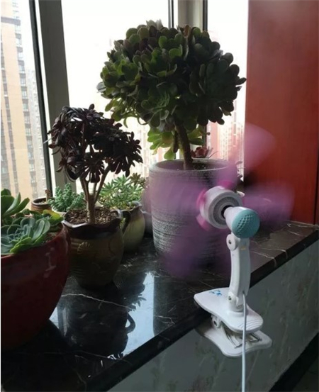 多肉开始枯萎了怎么办