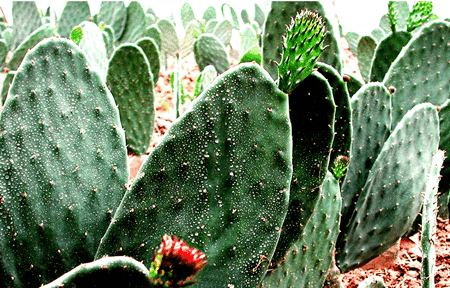 室内绿色植物的作用