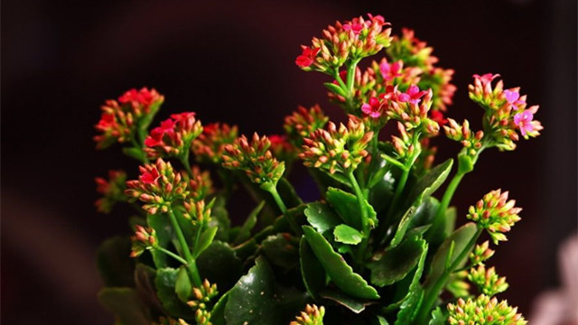 长寿花打顶与摘心(长寿花打顶与摘心图解)