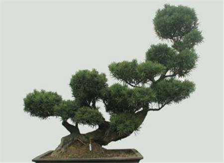 罗汉松的盆景制作过程