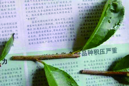 桂花扦插的最佳时间