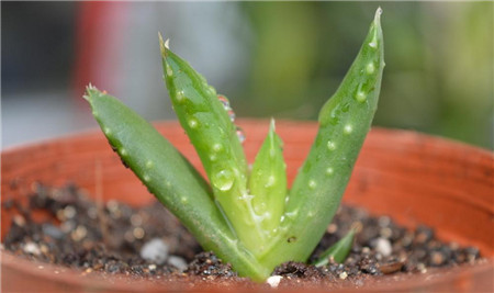 扦插小苗养成大苗需要多久