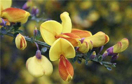 金雀花的花语及传说是什么