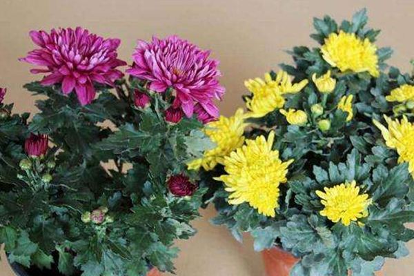 没时间陪父母就给他们买盆花吧！(没时间陪父母就给他们买盆花吧的说说)