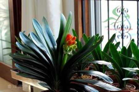 君子兰可以养在水里吗