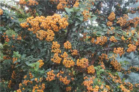 沙棘的扦插技术视频