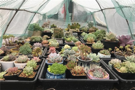 多肉开始枯萎了怎么办