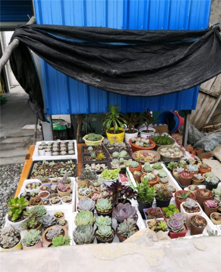 多肉开始枯萎了怎么办