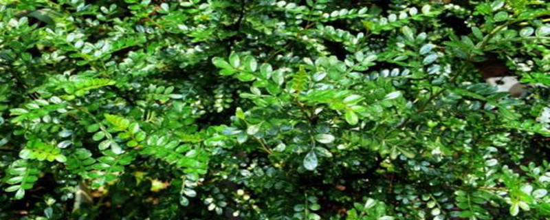 胡椒木如何养护(胡椒木养植方法)