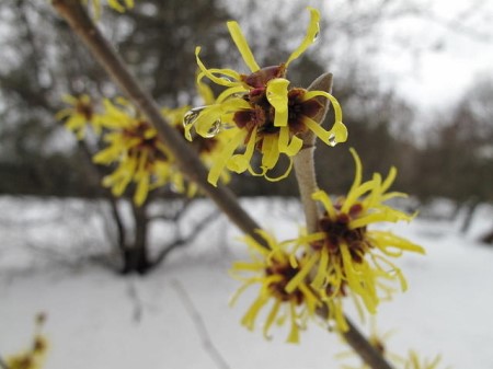 金缕梅科常见植物