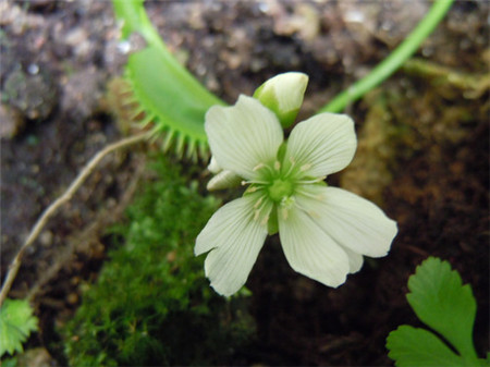 捕蝇草什么时候开花什么时候闭合