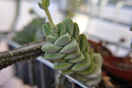 多肉植物纪之川的养殖方法