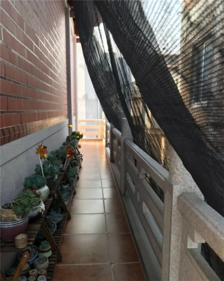 多肉开始枯萎了怎么办