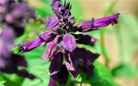 一串红长什么样