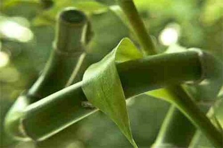 水养富贵竹可以土养吗