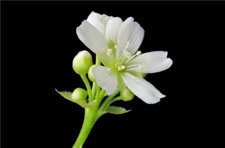 捕蝇草什么时候开花什么时候闭合