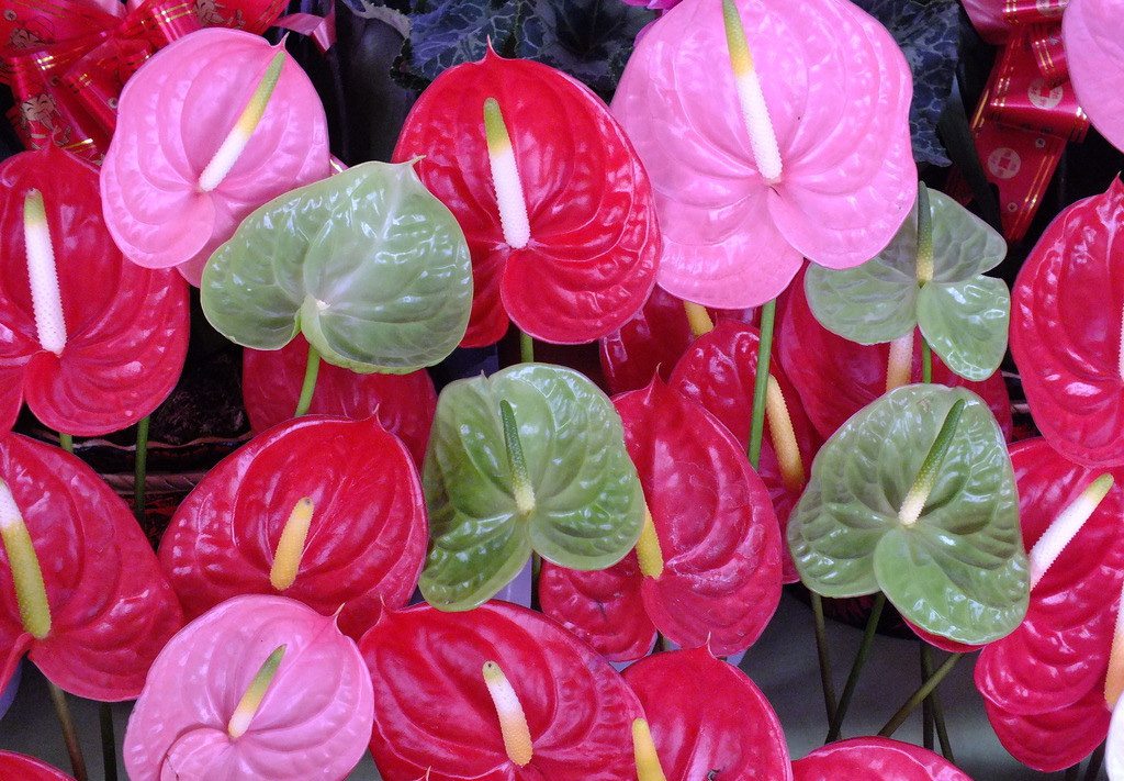 红掌不长怎么办