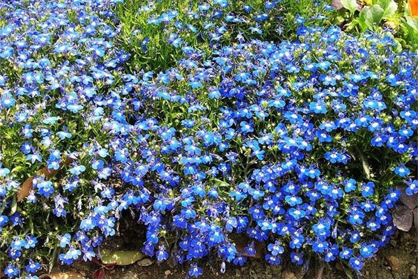 六倍利怎么施肥(六倍利施肥方法)