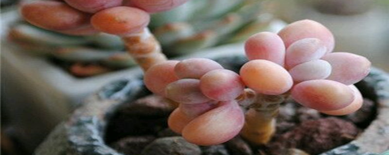 桃美人和桃蛋的区别(桃美人和桃蛋哪个好)