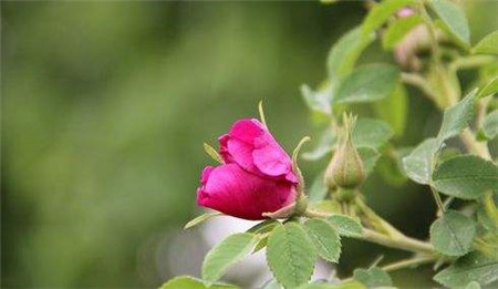 苦水玫瑰食用方法