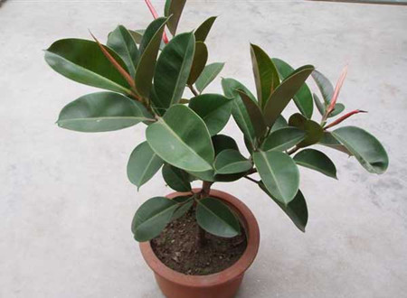 室内绿色植物的作用