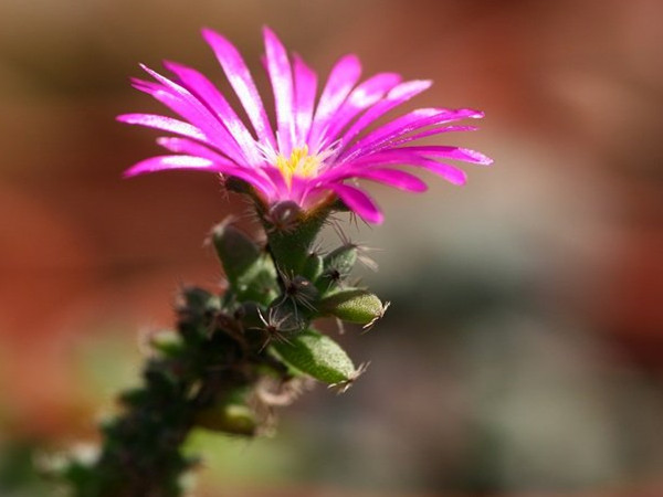 姬红小松怎么繁殖(姬红小松和紫晃星区别)