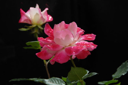 月季的花语和传说(月季的花语和寓意)