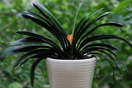 君子兰什么时间抽箭