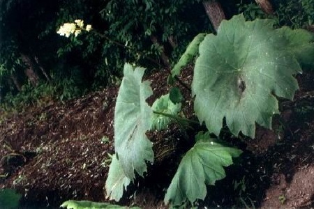 山荷叶的养殖方法和管理