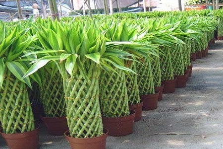 水养富贵竹可以土养吗