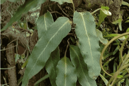 石苇的养殖方法和注意事项视频