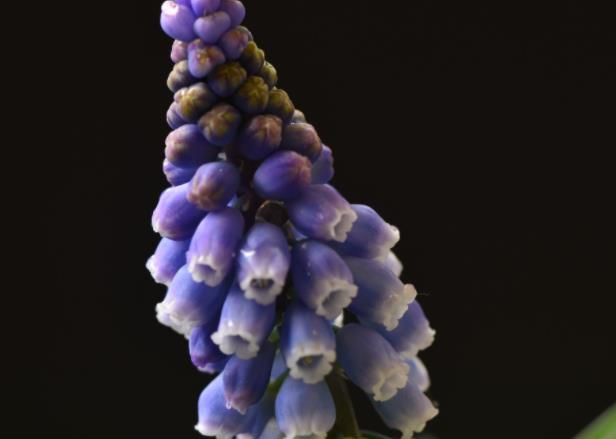 风信子怎么种植种球消毒种植前期后期养护(风信子种球的种植方法与技巧)